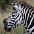 Zebre in Sudafrica