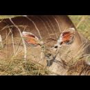 Impala in Sudafrica