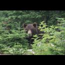 Orso in un parco canadese