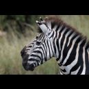 Zebre in Sudafrica