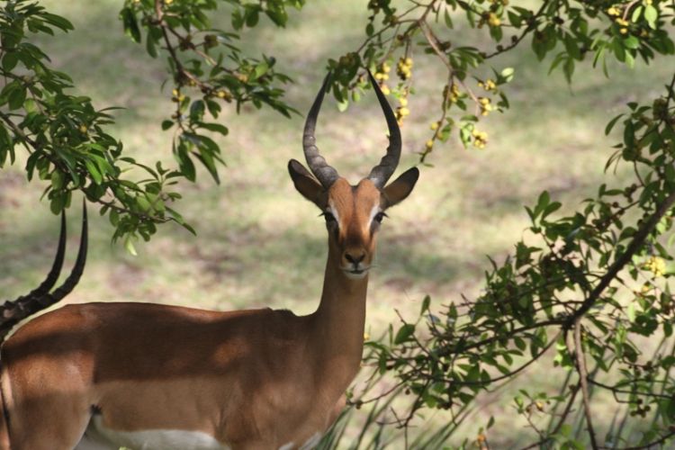 Antilope