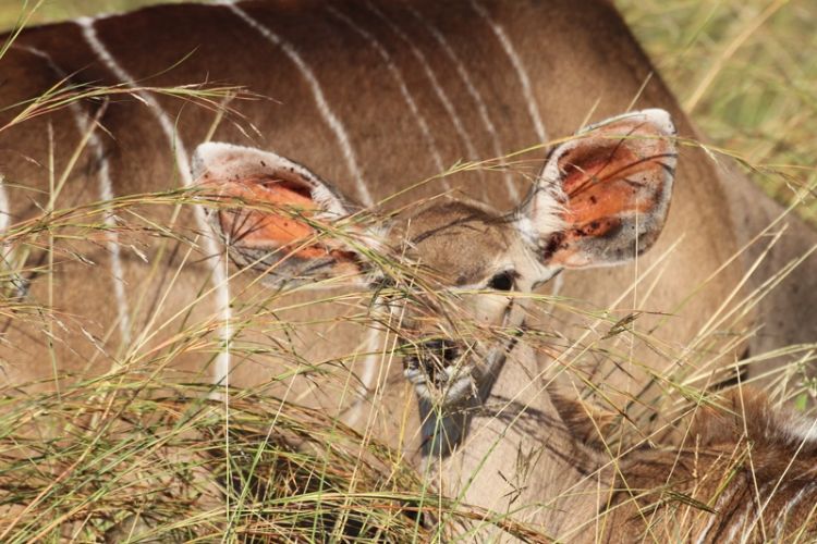 Impala in Sudafrica