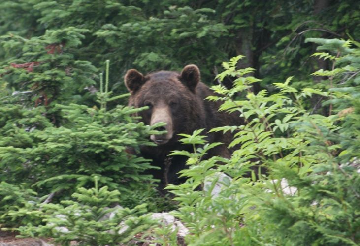 Orso in un parco canadese 