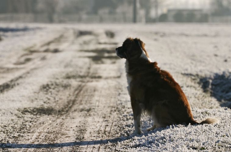 Rocky il solitario