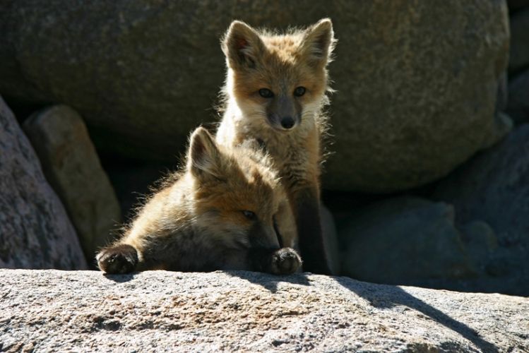 Cuccioli di volpe, Vail, Colorado