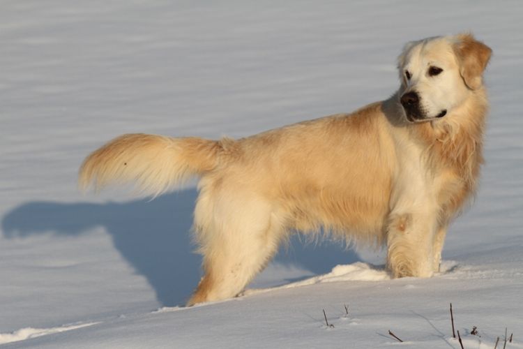 golden retriever