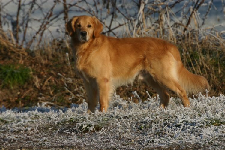 Golden Retriever