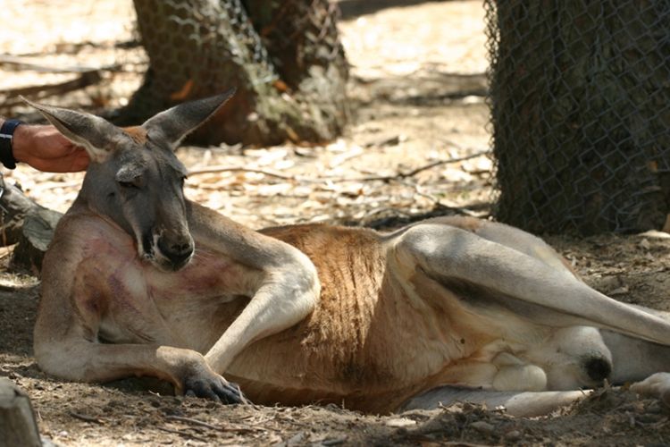 canguro