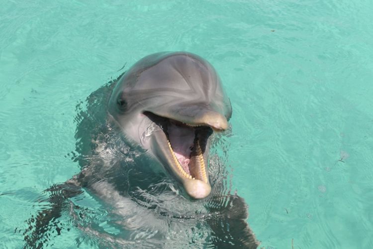 delfino