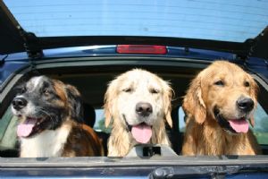 Fotografie dei Golden Retriever
